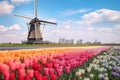 Traditional dutch windmill and colorful stripes of tulips field, Holland. Royalty Free Stock Photo