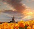 Traditional Dutch windmill with tulips in Zaanse Schans, Amsterdam area, Holland Royalty Free Stock Photo