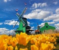 Traditional Dutch windmill with tulips in Zaanse Schans, Amsterdam area, Holland Royalty Free Stock Photo