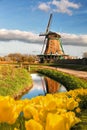 Traditional Dutch windmill with tulips in Zaanse Schans, Amsterdam area, Holland Royalty Free Stock Photo