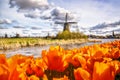 Traditional Dutch windmill with tulips in Zaanse Schans, Amsterdam area, Holland Royalty Free Stock Photo