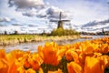 Traditional Dutch windmill with tulips in Zaanse Schans, Amsterdam area, Holland
