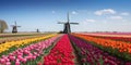 Traditional Dutch windmills with fields of tulips