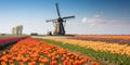 Traditional Dutch windmills with fields of tulips