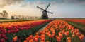 Traditional Dutch windmills with fields of tulips