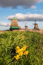 Traditional Dutch windmills with spring flowers in Zaanse Schans, Amsterdam area, Holland