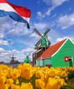 Traditional Dutch windmills with tulips in Zaanse Schans, Amsterdam area, Holland Royalty Free Stock Photo