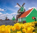 Traditional Dutch windmills with tulips in Zaanse Schans, Amsterdam area, Holland Royalty Free Stock Photo