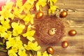 Traditional easter golden quail egg in nest, spring yellow narcissus Royalty Free Stock Photo