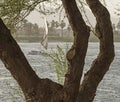 Traditional Egyptian felluca boat on the river Nile