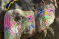 Traditional elephant makeup in Jaipur, Rajasthan, India Royalty Free Stock Photo