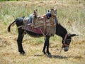 Traditional equiped donkey Royalty Free Stock Photo