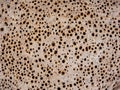 Traditional Ethiopian flatbread from fermented teff flour porous Royalty Free Stock Photo