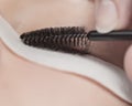 Traditional eyelash extensions. Selective focus. Toned. Makeup close-up.