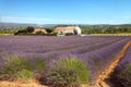 The traditional farm of lavender in Provence