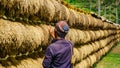 Traditional Farmer with Dried Paddy Rice