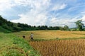 Traditional Farmer Harvesting rice in their farm under mountain in Nan, Thailand