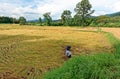 Traditional Farmer Harvesting rice in their farm under mountain in Nan, Thailand