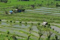 Traditional farmer hut in the rice. A hut for farmers to shelter in the middle of lush and green rice