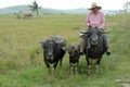 Traditional farmer in rice field sitting on the buffalo, Banaue, Philippines