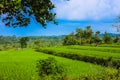 Traditional rice fields in Trawas, Indonesia Royalty Free Stock Photo