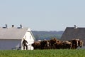 Traditional Farming with Plow Horse