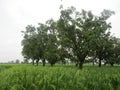 Traditional farming of rice fields and mangoes in their ripening