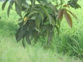 Traditional farming of rice fields and mangoes in their ripening