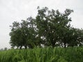 Traditional farming of rice fields and mangoes in their ripening