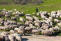 Traditional farming - Shepherd with his sheep herd Royalty Free Stock Photo