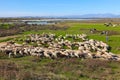 Traditional farming - Shepherd with his sheep herd Royalty Free Stock Photo