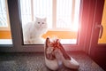 Traditional female wedding footwear on the window and a garter on the background with the cat Royalty Free Stock Photo