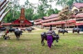 Traditional Festivals of Torajan at Sulawesi Royalty Free Stock Photo