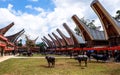 Traditional Festivals of Torajan at Sulawesi Royalty Free Stock Photo