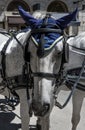 Traditional Fiaker Horse At Rental Station in Front Of Stephansdom In The City Of Vienna In Austria Royalty Free Stock Photo