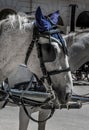 Traditional Fiaker Horse At Rental Station in Front Of Stephansdom In The City Of Vienna In Austria Royalty Free Stock Photo