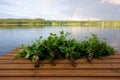 Traditional Finnish bath whisks on a jetty by the lake