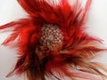 Traditional first nations dreamcatcher on a white background