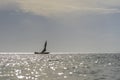 Fisherman dhow boat during sunset on Indian ocean in island Zanzibar, Tanzania, East Africa Royalty Free Stock Photo