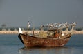 Traditional fishing boat in Bahrain water and gulls Royalty Free Stock Photo