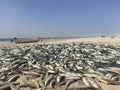 Traditional fishing in Oman