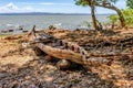 Traditional fishing papyrus boats, Ethiopia Royalty Free Stock Photo