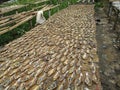 Traditional fishing settlements for the salted fish and shrimp paste industry in the Subang Regency West Java