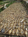 Traditional fishing settlements for the salted fish and shrimp paste industry in the Subang Regency West Java