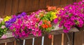 Traditional flowered balcony at the Alps and Dolomites. Colorful flowers on balcony. Summer time. Mix of flowers and colors Royalty Free Stock Photo