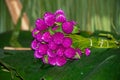 Traditional flowers during hanal pixan, day of the dead in Yucatan, Mexico