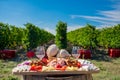 Traditional food plate with wine and vineyards in the background Royalty Free Stock Photo