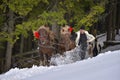 Traditional Forest workers in winter time dragging wood with horses