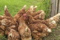 Traditional free range poultry farming Royalty Free Stock Photo