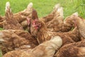 Traditional free range poultry farming Royalty Free Stock Photo